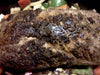 Grilled Pork Tenderloin with Balsamic Vinaigrette
